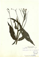 藏品(黃花三七草)的圖片